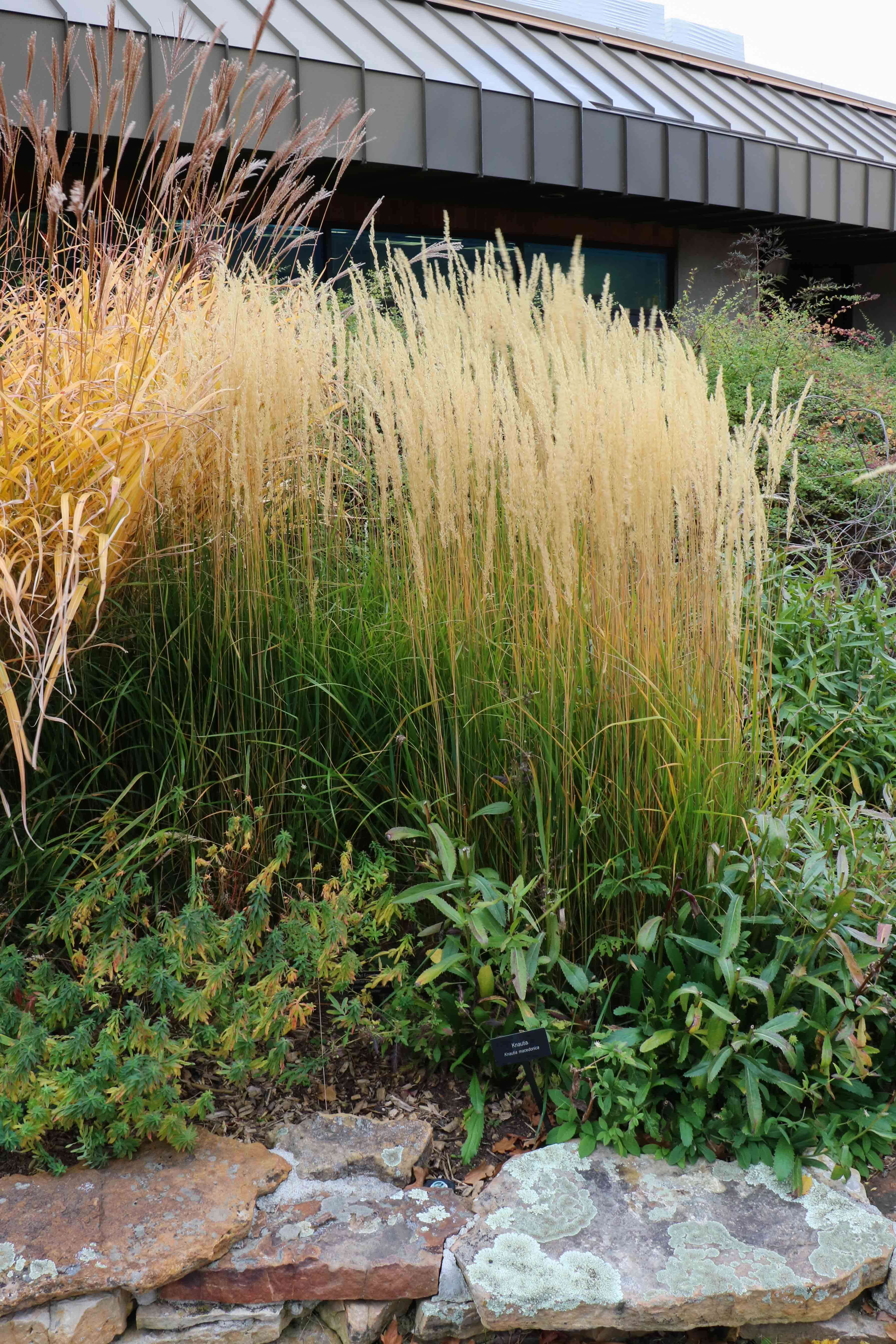 Feather Reed Grass